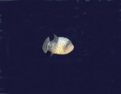 Pee Wee - New born Triggerfish - Lembeh Strait by Dale Treadway 